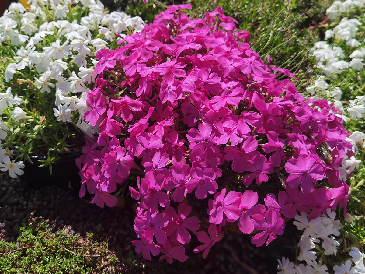 Phlox subulata 'McDaniel's Cushion' photo